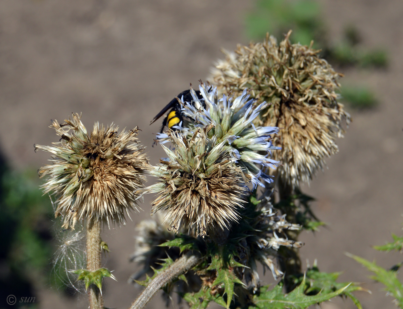 Изображение особи Echinops sphaerocephalus.