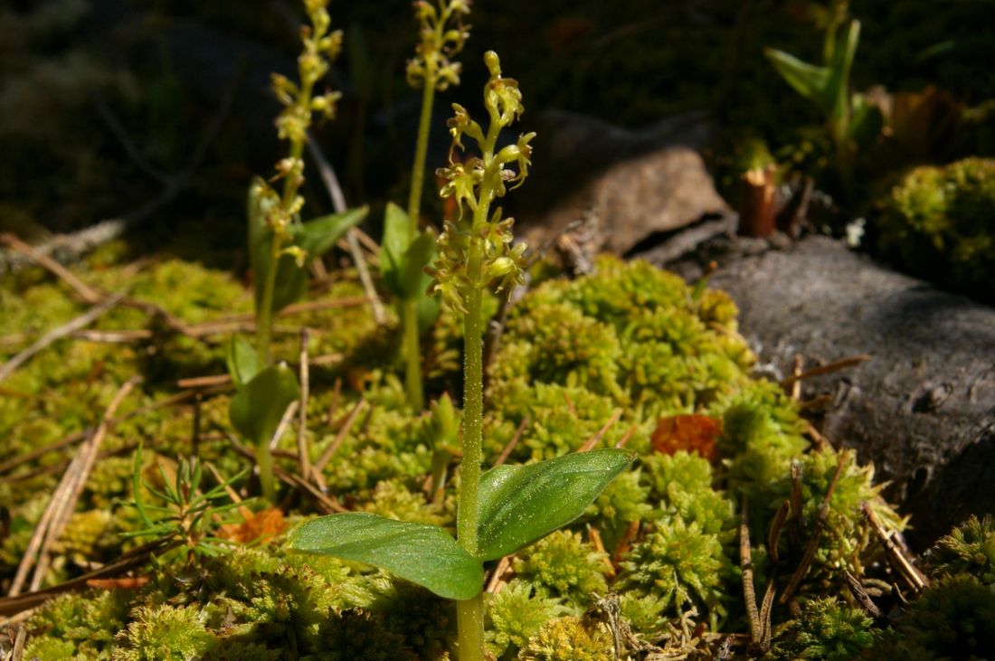 Изображение особи Listera cordata.