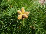 Paeonia tenuifolia. Верхняя часть побега с незрелым плодом. Горный Крым, нижнее плато Чатырдага, горная степь. 12.05.2024.