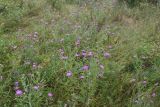 Centaurea jacea. Цветущие растения. Рязанская обл., Милославский р-н, окр. р. Паника в 1,5 км выше устья, 300 м от левого берега, луг. 31 июля 2024 г.