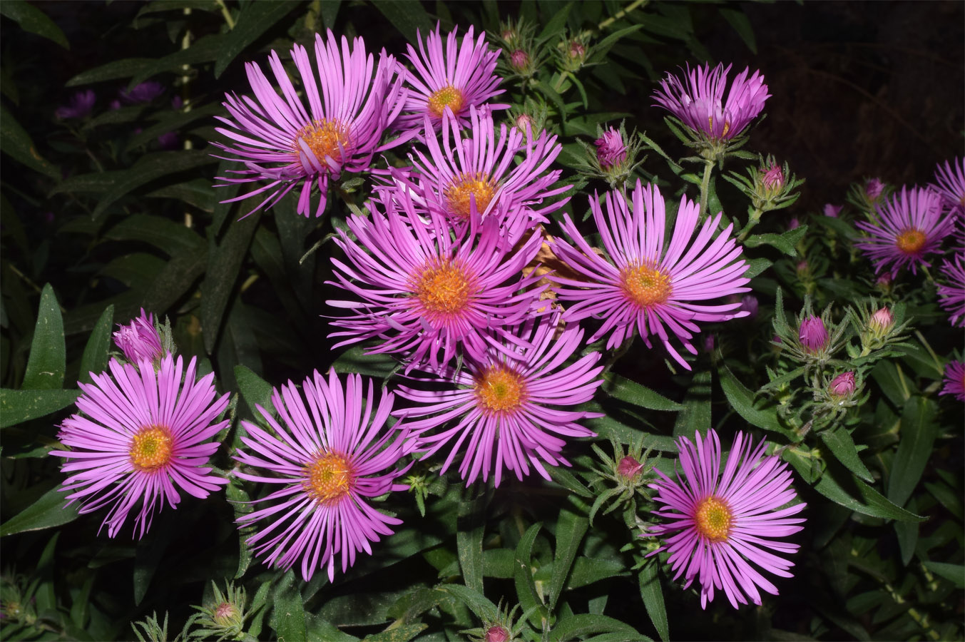 Image of genus Symphyotrichum specimen.