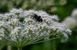 Angelica sylvestris