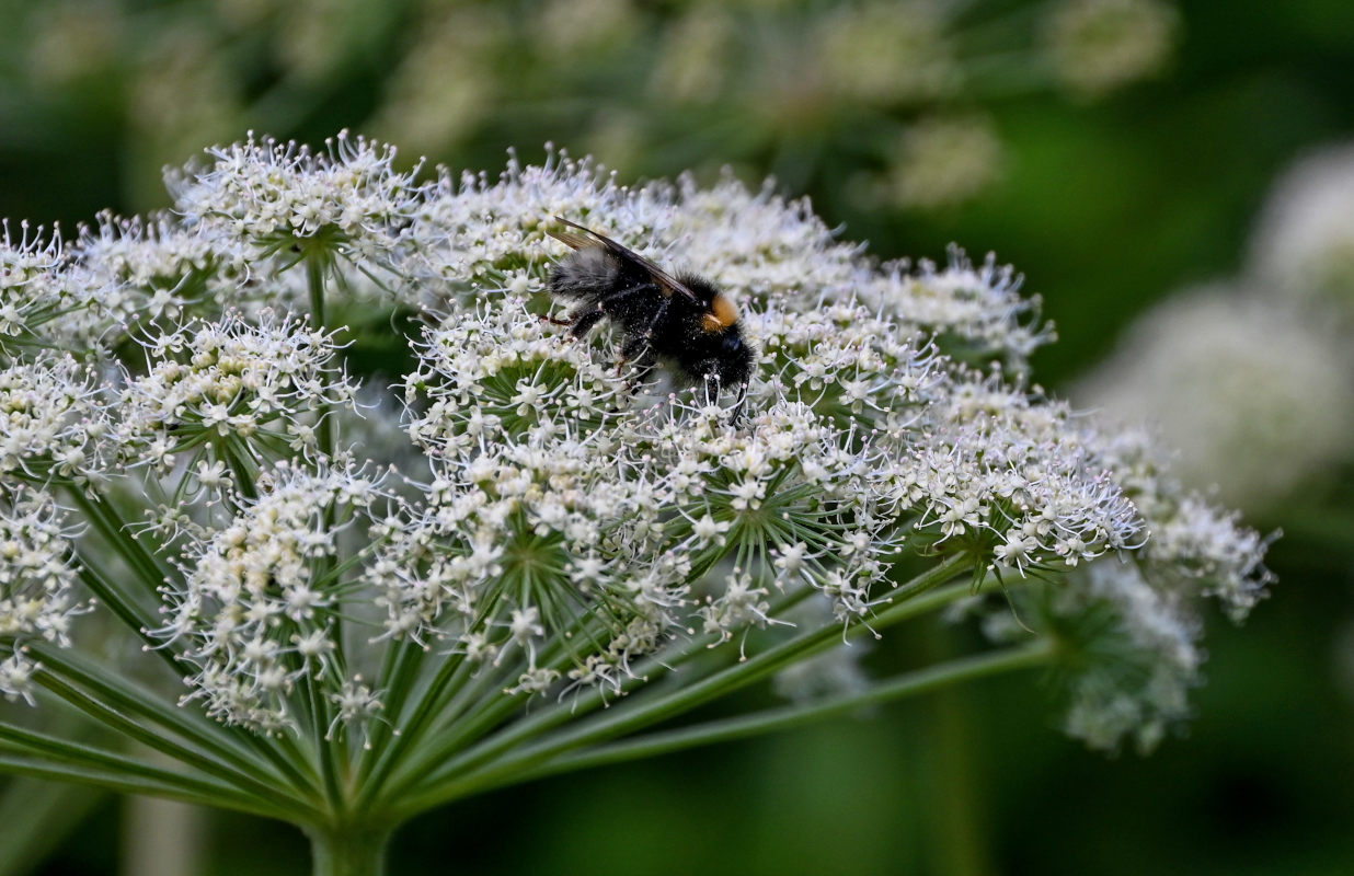 Image of Angelica sylvestris specimen.