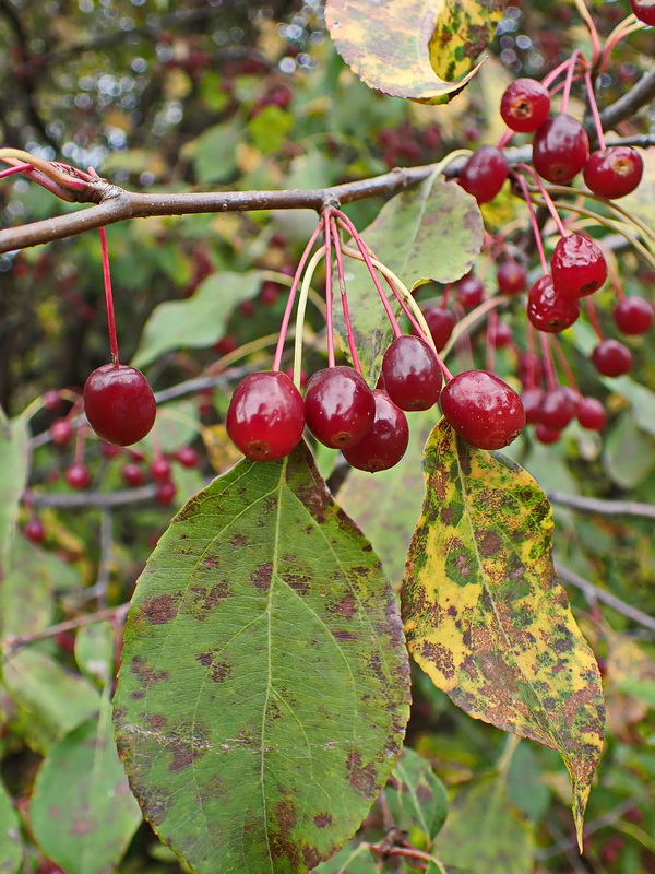 Изображение особи Malus mandshurica.