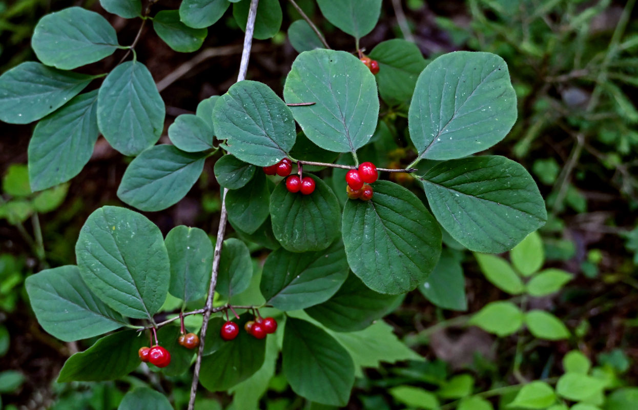 Изображение особи Lonicera xylosteum.