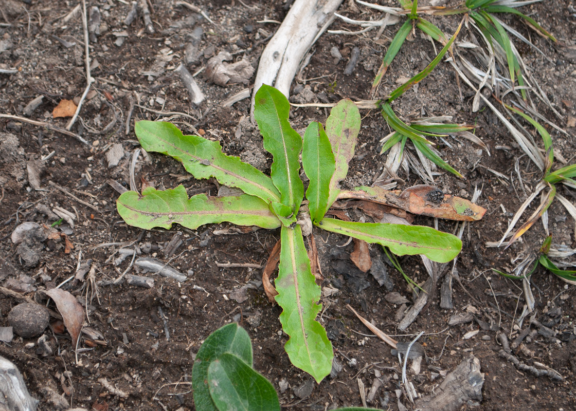 Image of genus Taraxacum specimen.