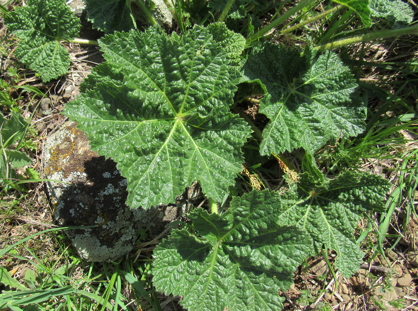 Изображение особи Alcea nudiflora.