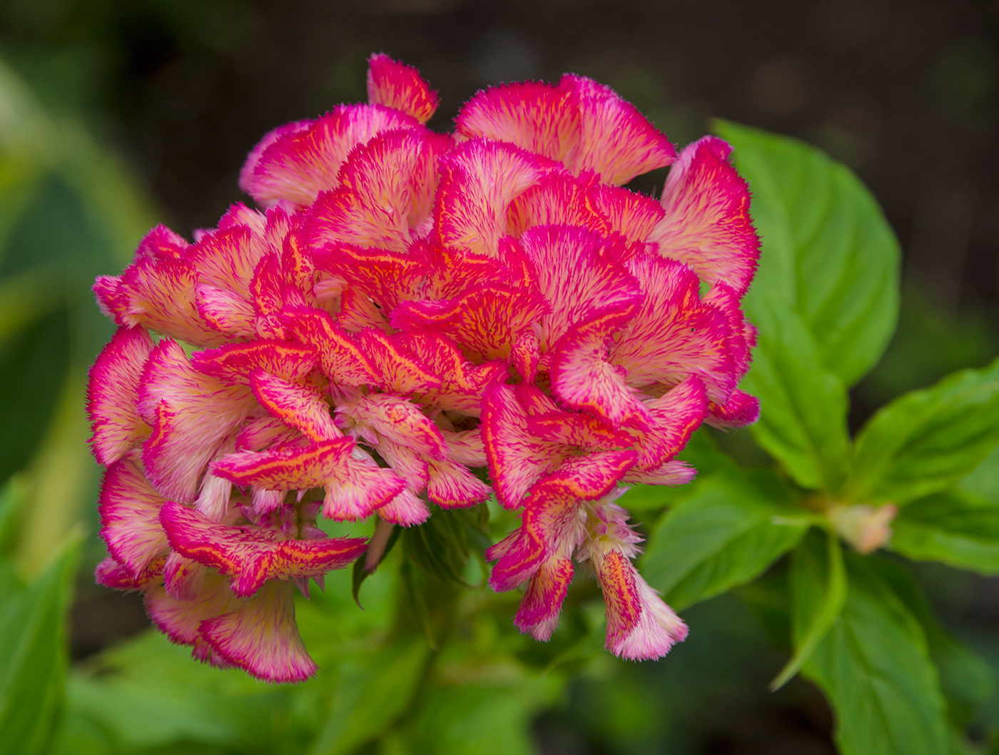 Изображение особи Celosia cristata.