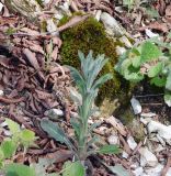 Fibigia eriocarpa