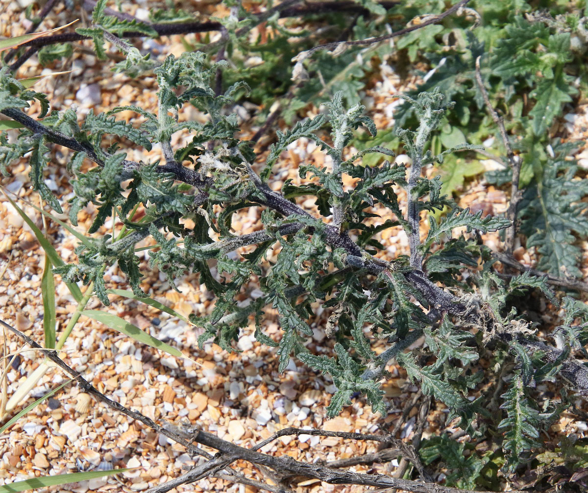 Image of Verbascum pinnatifidum specimen.