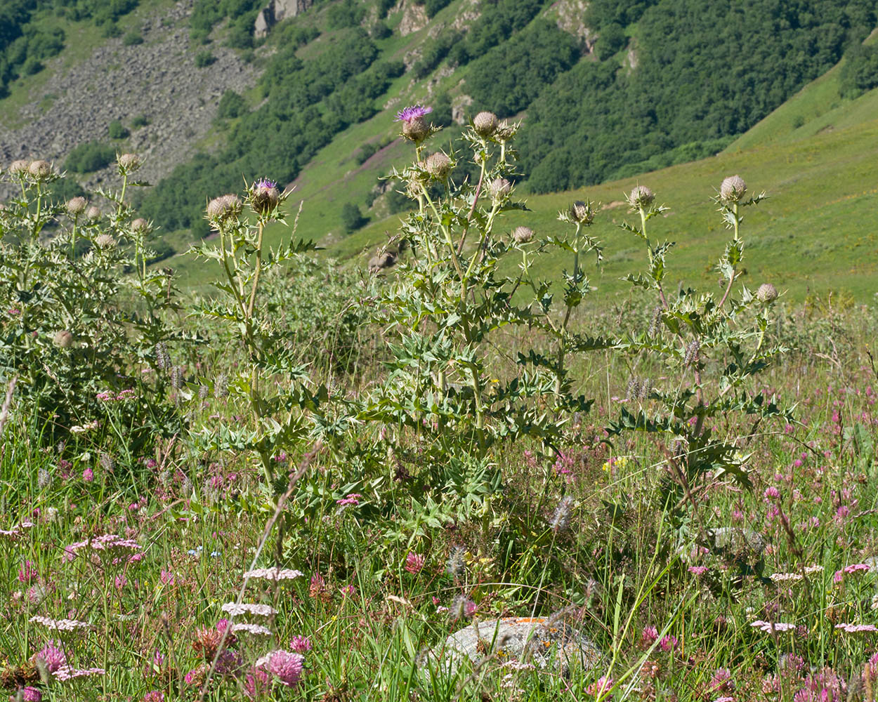Изображение особи Cirsium balkharicum.