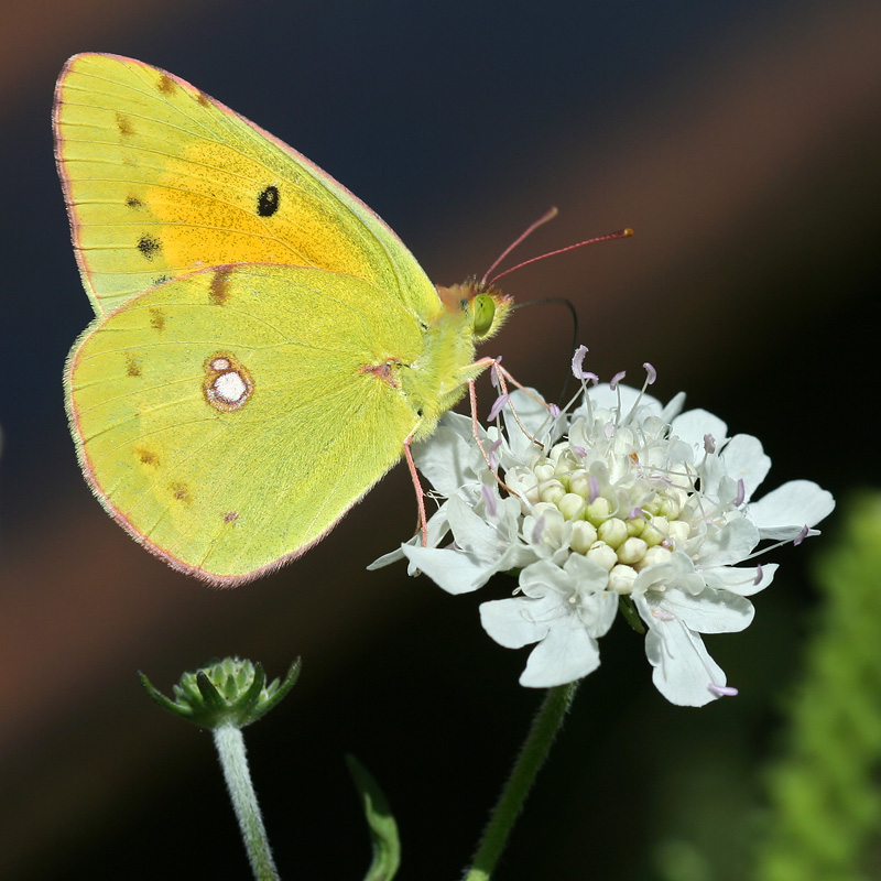 Image of Scabiosa sosnowskyi specimen.