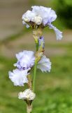 genus Iris
