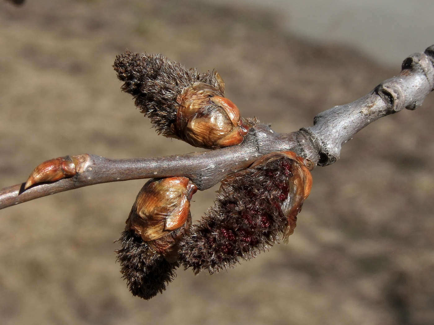 Image of Populus tremula specimen.