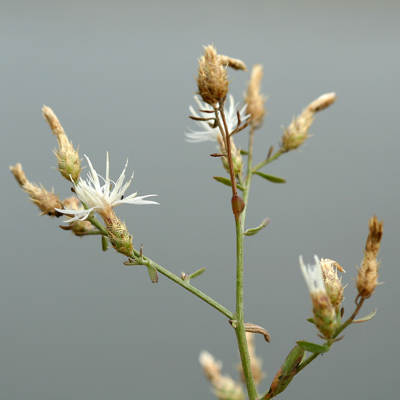 Image of Centaurea diffusa specimen.