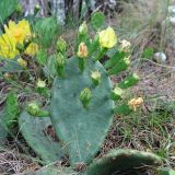 Смотреть изображение Opuntia humifusa