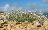 Смотреть изображение Gypsophila tenuifolia