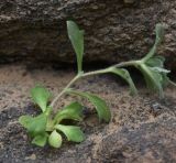 View full-size image Aubrieta canescens