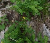 View full-size image Coronilla coronata