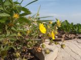 View full-size image Potentilla caucasica