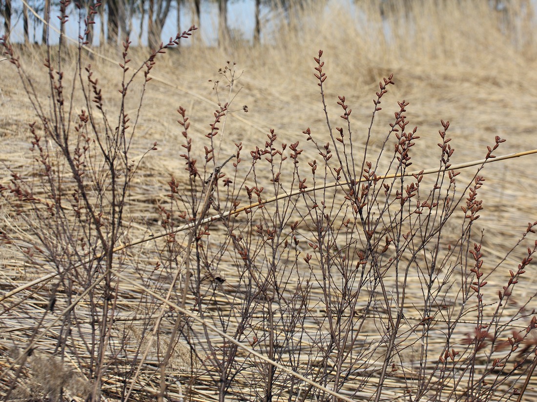 Image of Myrica gale specimen.