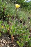 Picris pauciflora. Цветущее растение. ЮВ Крым, гора Эчки-Даг. 10 июня 2011 г.