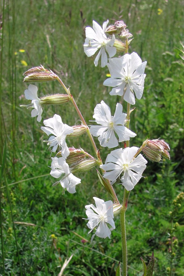 Image of Silene dichotoma specimen.