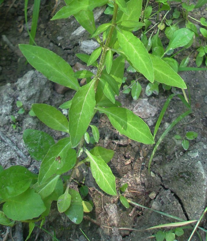 Image of Lysimachia dubia specimen.