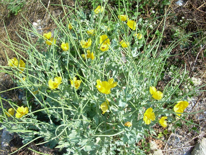 Image of Glaucium flavum specimen.