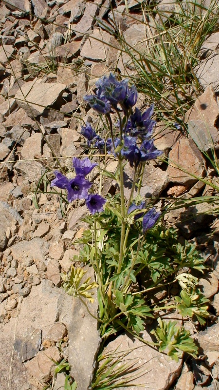 Image of Delphinium foetidum specimen.