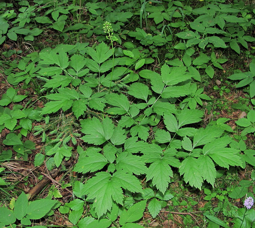 Изображение особи Actaea erythrocarpa.