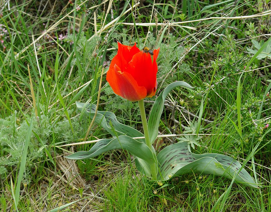 Image of Tulipa greigii specimen.