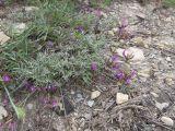 Astragalus subuliformis