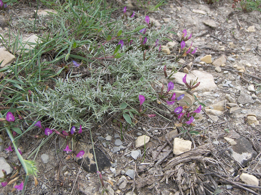 Изображение особи Astragalus subuliformis.