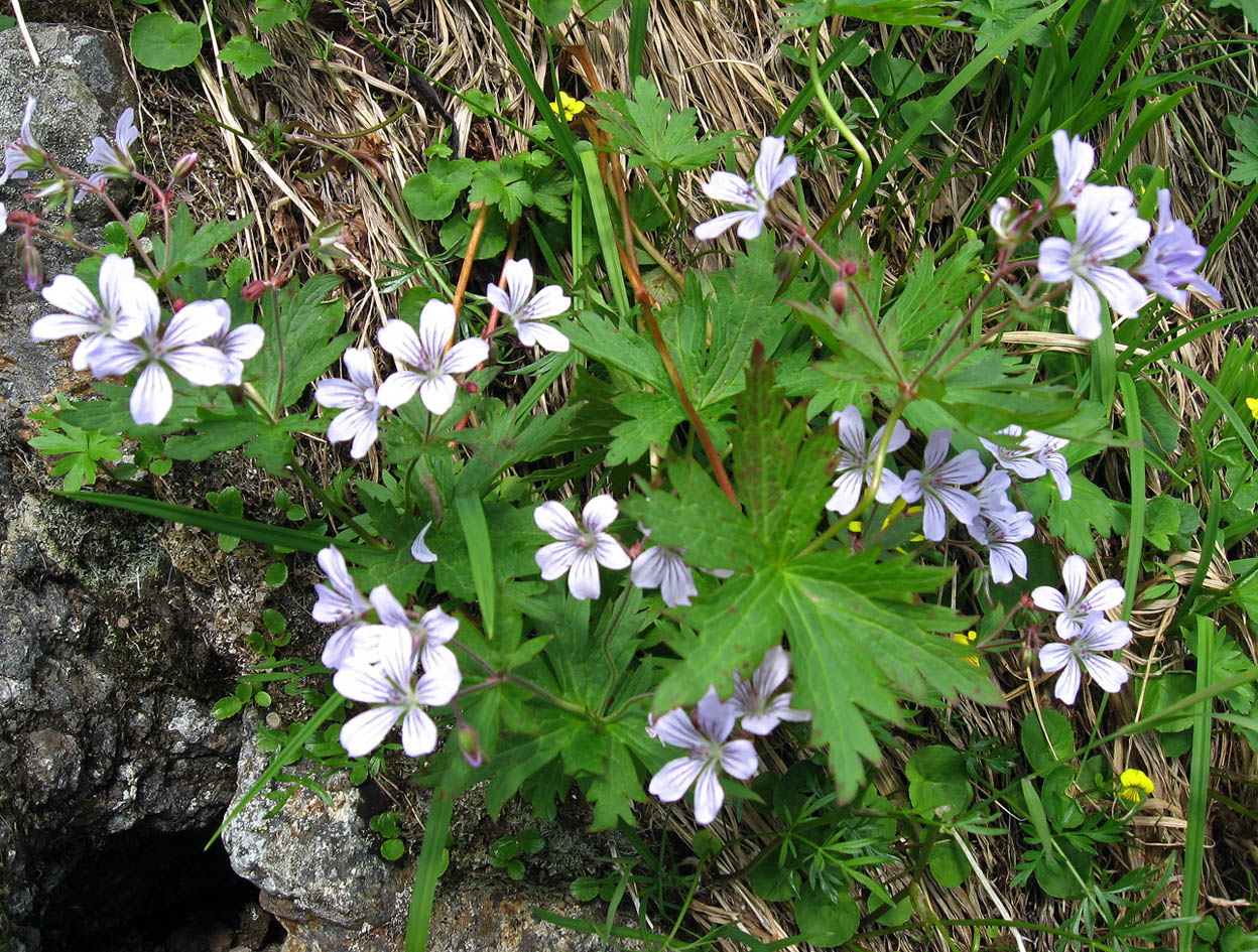 Image of Geranium krylovii specimen.