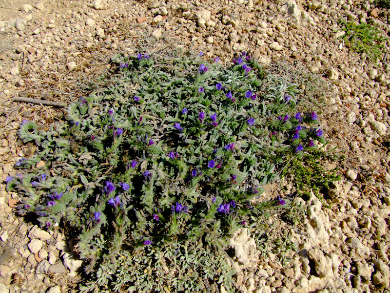 Изображение особи Echium angustifolium.