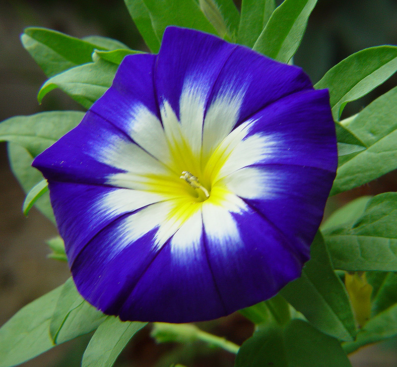 Image of Convolvulus tricolor specimen.