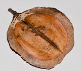 Jacaranda mimosifolia. Створка плода (вид изнутри). Израиль, Шарон, г. Герцлия, в культуре. 21.04.2012.