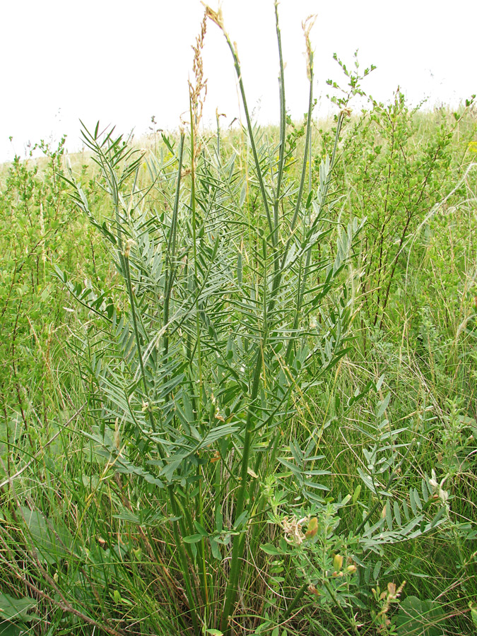 Image of Astragalus asper specimen.