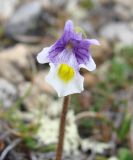 Pinguicula spathulata. Цветок. Республика Саха, Нерюнгринский р-н, перевал Тит, около 1300 м н.у.м. 09.06.2012.