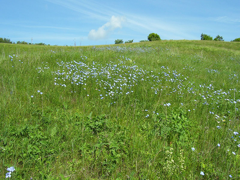 Image of Linum perenne specimen.