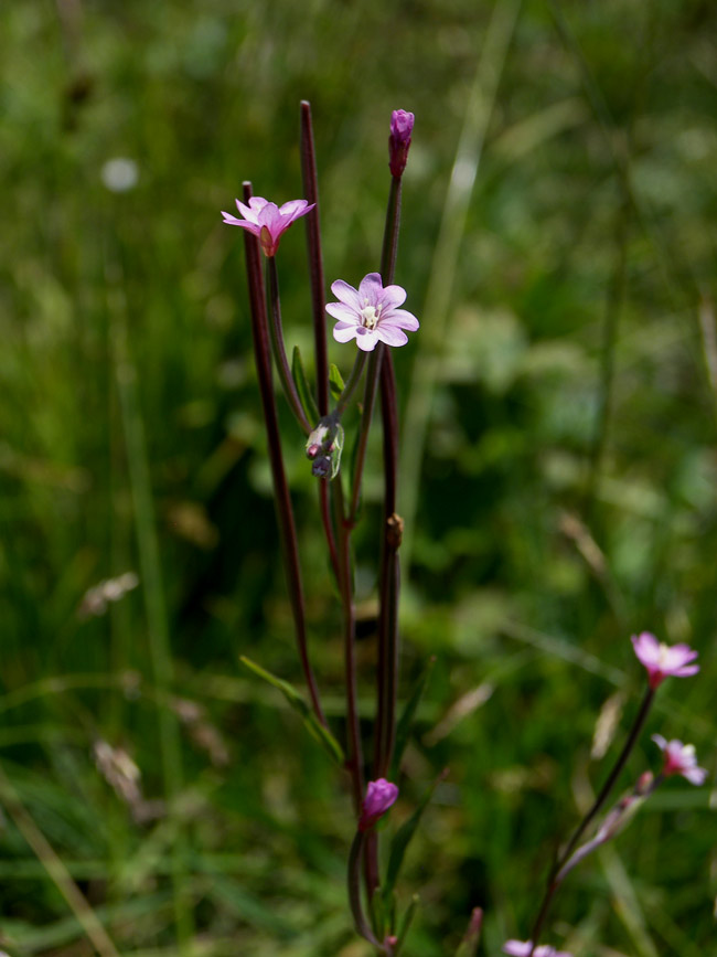 Image of Epilobium palustre specimen.