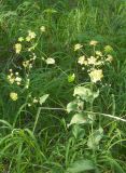 Bupleurum longifolium подвид aureum. Цветущее растение. Свердловская область, окрестности пос. Верхняя Сысерть. 16.07.2012.