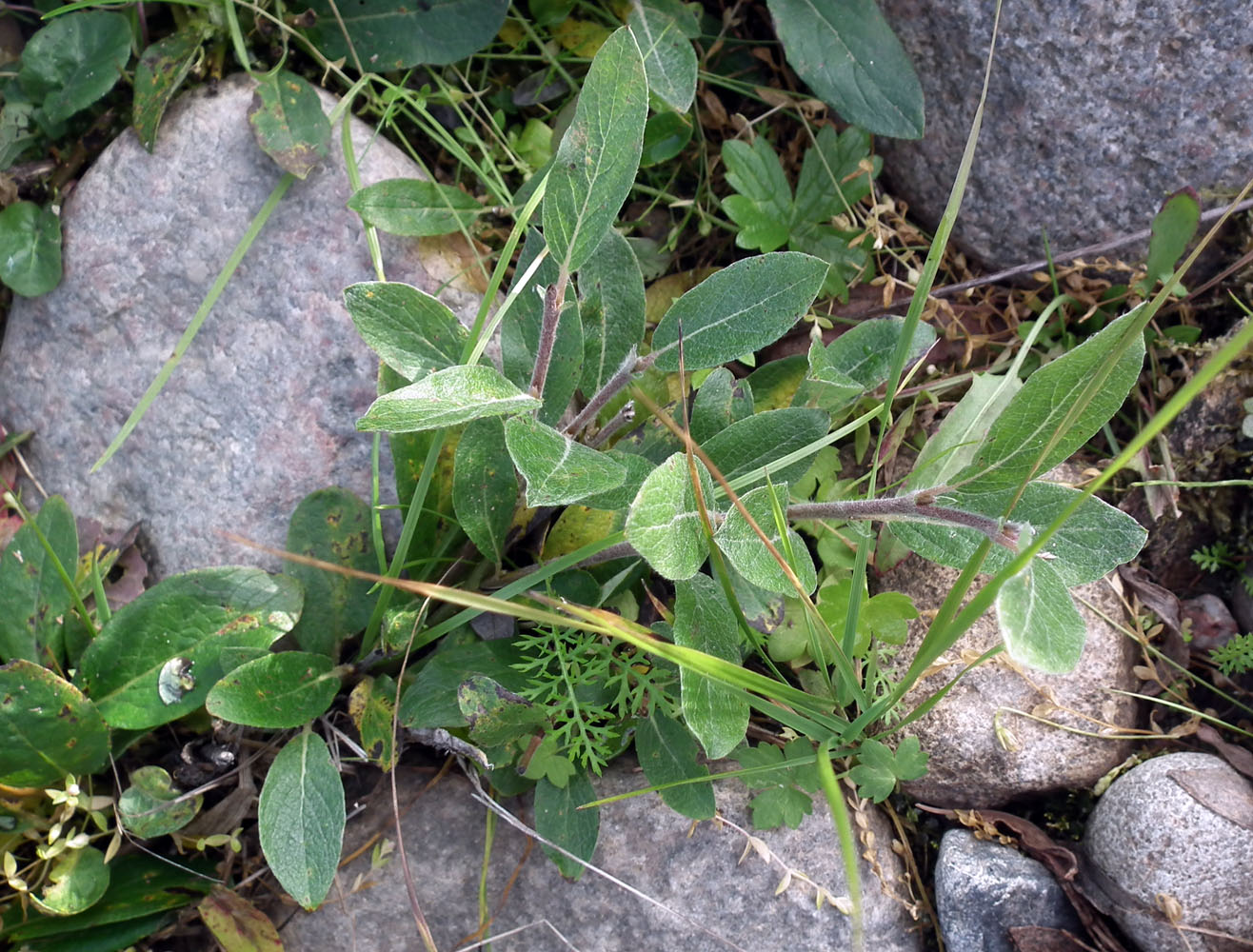 Image of Salix arctica specimen.