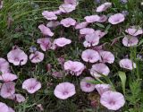 Convolvulus althaeoides subspecies tenuissimus