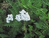 genus Achillea. Цветущее растение. Владивосток, Ботанический сад-институт ДВО РАН. 6 октября 2012 г.