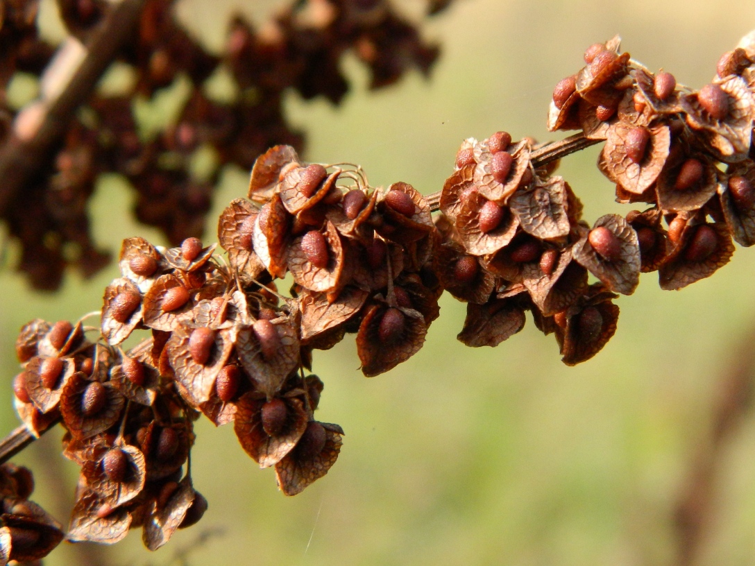 Image of genus Rumex specimen.