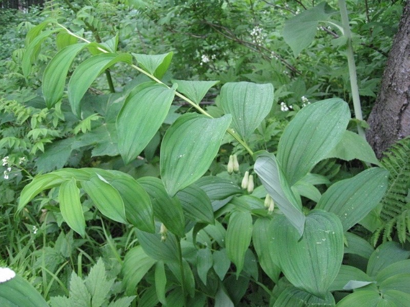 Image of Polygonatum maximowiczii specimen.