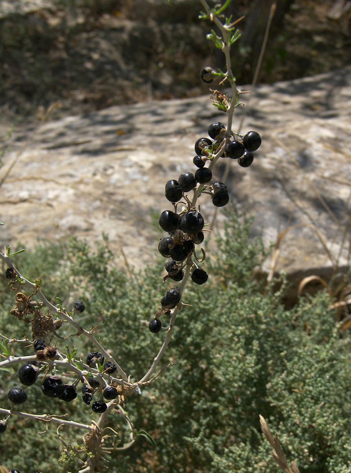 Image of Lycium ruthenicum specimen.