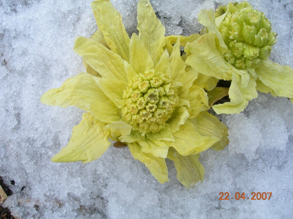 Image of Petasites amplus specimen.